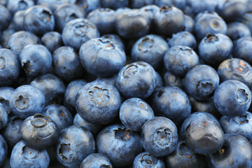 Fresh blueberries close up