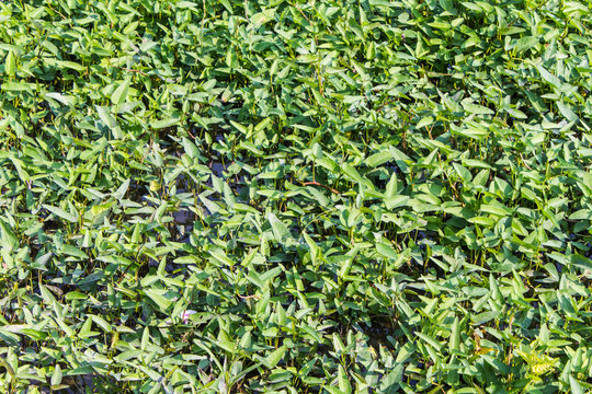 morning glory texture and background