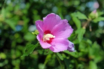 Fototapeta premium Closeup of beautiful pink hibiscus flower