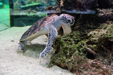 Velvet curtains Tortoise Underwater world - sea turtle in an aquarium