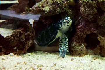Underwater world - sea turtle in an aquarium