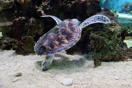 Underwater world - sea turtle in an aquarium