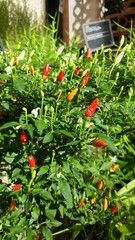 a red pepper