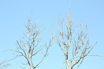 Dry branches on blue sky background