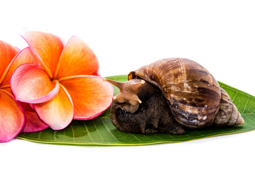 snail on white background