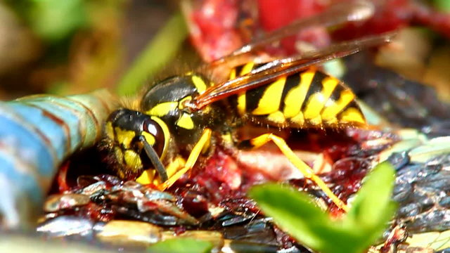 Eastern Yellowjacket Eating a Snake