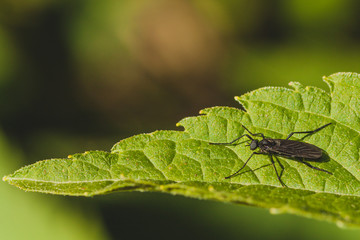 Macro of a black march fly sitting on a green leaf - side view.
