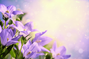 Obraz na płótnie Canvas Closeup of purple flowers