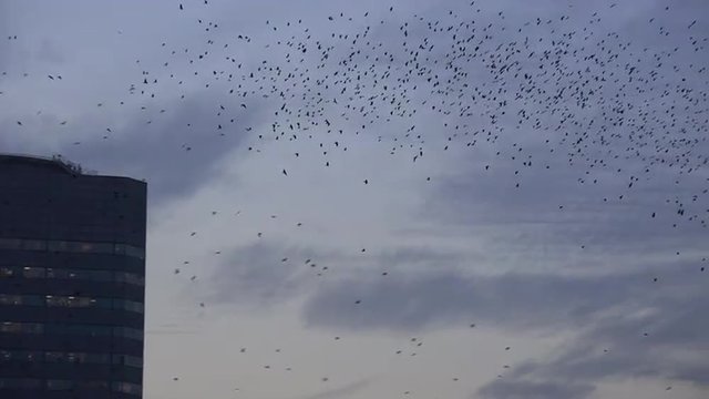 Huge flocks of birds migrate amongst tall office buildings in an urban city setting. 