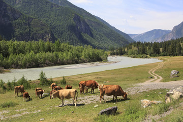 Fototapeta na wymiar Cows graze near a river in Altai mountains.