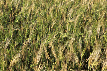 Beautiful summer wheat field. Ears close up.