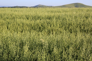 Beautiful summer field of oats. 