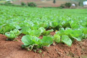 Fresh cabbage in the field and foggy in the air