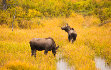 Naklejka premium Wild Moose Pair Animal Wildlife Marsh Alaska Turnagain Arm