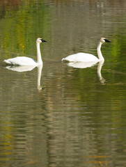 Trumpeter Swans Wild Birds Mating Pair Autumn Alaska Lake