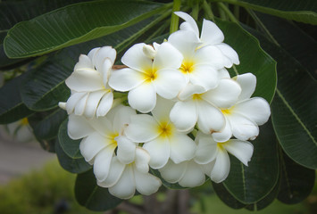 the White Plumeria flower full bloom