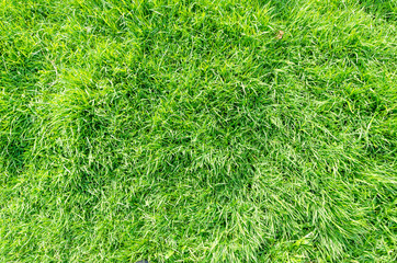 Grass filed nature background outdoor green
