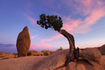 Fototapeta na wymiar Juniper Tree and Balance Rock, Joshua Tree National Park, CA