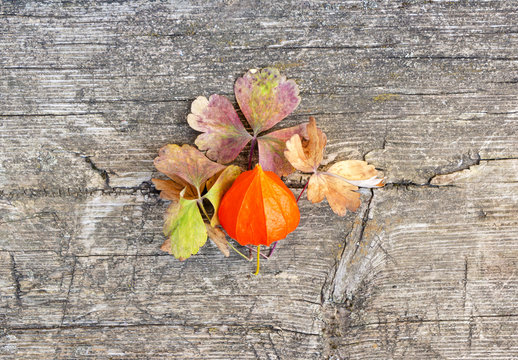 Orange Winter Cherry On A Wooden Background