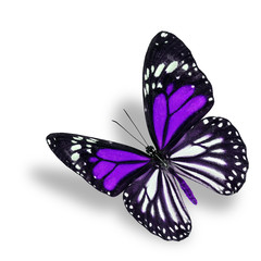 Beautiful flying purple butterfly, white tiger in fancy color pr