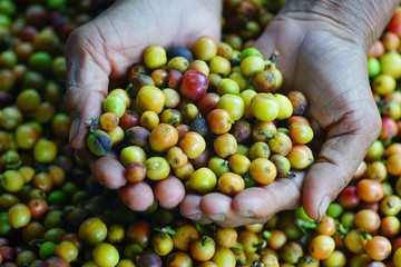coffee berries
