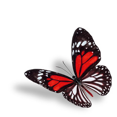 Exotic flyhing red butterfly on white background with soft shado