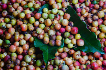 coffee berries