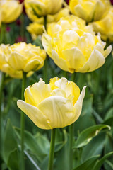 Yellow tulips close up in flower garden, Kukenhof, Holland