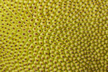Green Jackfruit Texture.