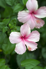 Pink Hibiscus flower