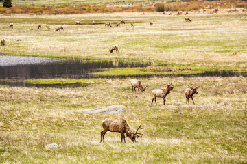 Fototapeta premium Deers on a meadow eating next to lake