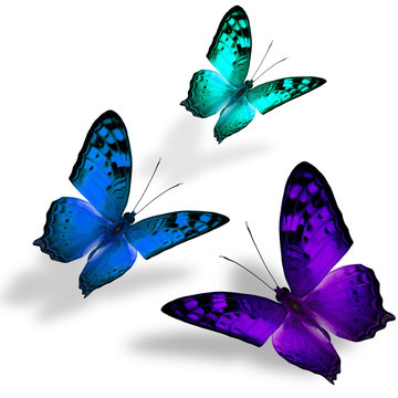 The beautiful triple flying Vagrant butterflies in fancy color o