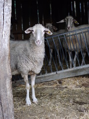 sheep stable