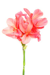 Fototapeta premium Canna flowers isolated on white background