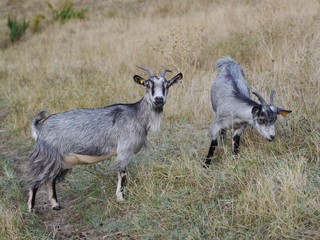 goats path landscape 