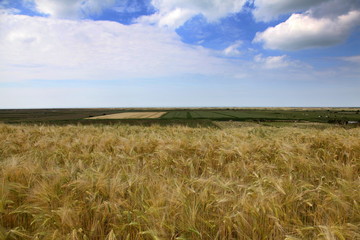 Les champs de blé près d'Ault.