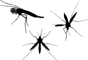 three black mosquito silhouettes isolated on white