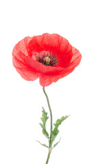 single red poppy isolated on white