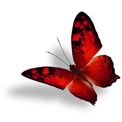 Beautiful flying red butterfly, The Vagrant Butterfly stretches