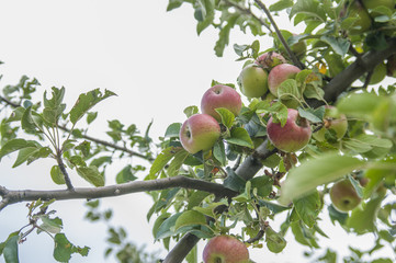 Red ripe apples on the branch close up