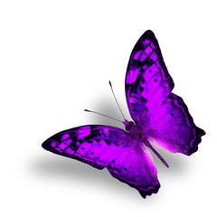 Beautiful Flying Vagrant Butterfly in fancy purple color profile