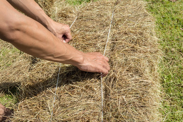 Hand of the farmer holds hay