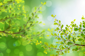 Naklejka na ściany i meble Beautiful green leaves and bright sun and bokeh
