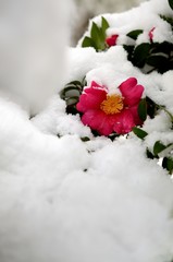 山茶花と雪