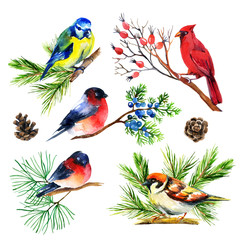 Watercolor bullfinch, titmouse, cardinal and sparrow on branches