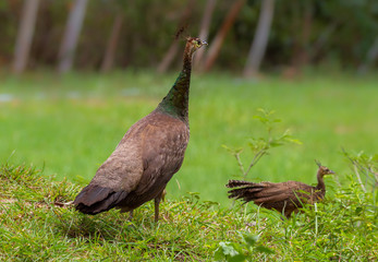 Female Indian peafowl (Pavo cristatus) with her young 