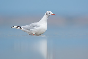 Black-Headed Gull