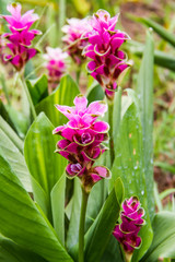 Curcuma alismatifolia or siam tulip.