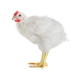 Chicken isolated on white background