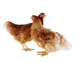 Two brown hen isolated on white